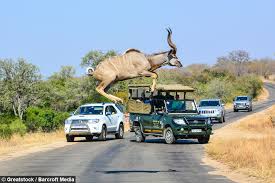 Kudu jumps road.jpg