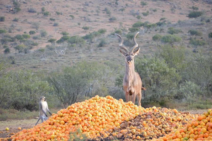 Kudu Monkey.JPG