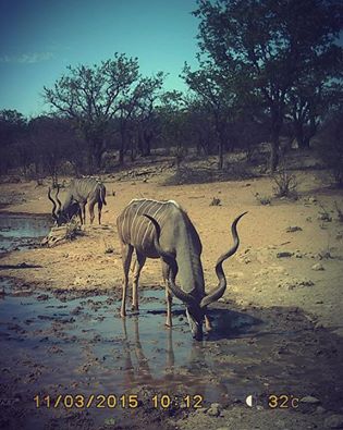 kudu namibia.jpg