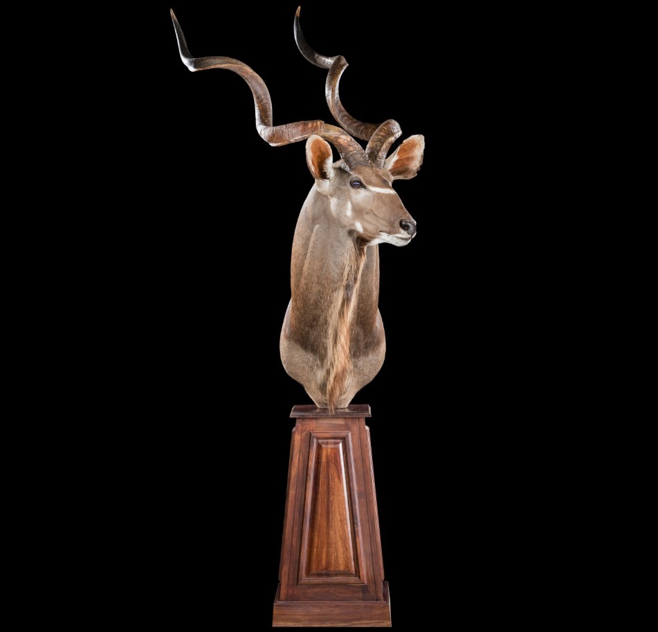 Kudu Pedestal Mount Taxidermy..jpg