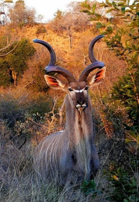 kudu.png