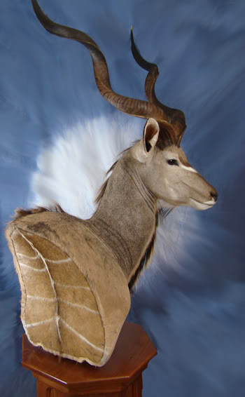 Kudu5.jpg