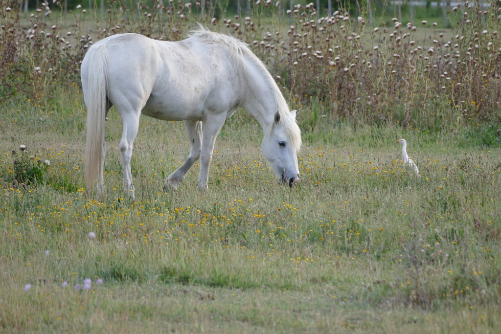 L1060310-klein-camarguepferd-1024x683.jpg