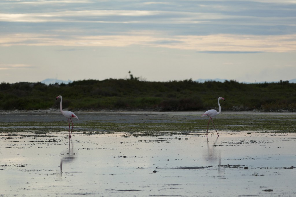 L1060374-klein-flamingo-1024x683.jpg