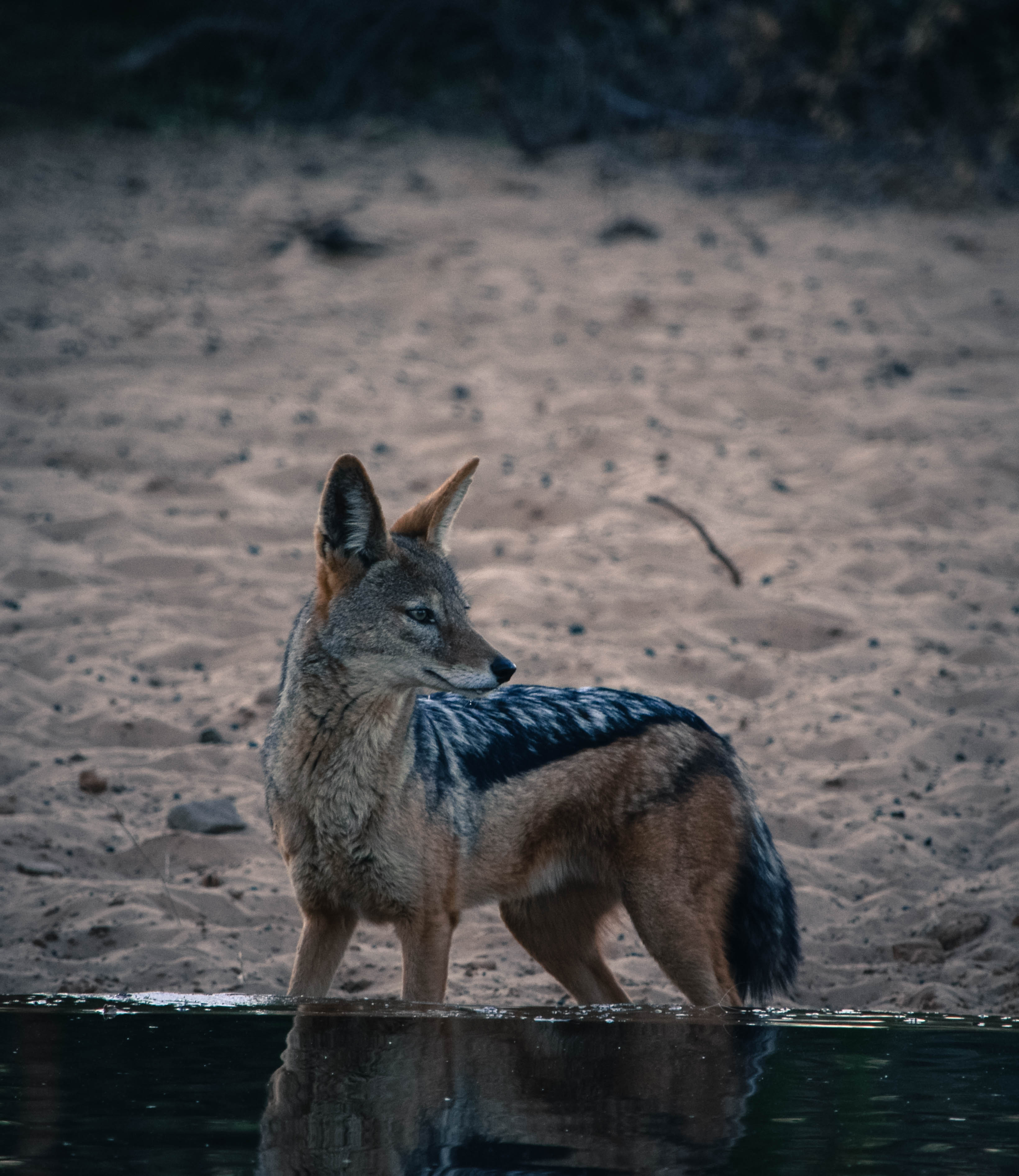 late afternoon visitor.jpg