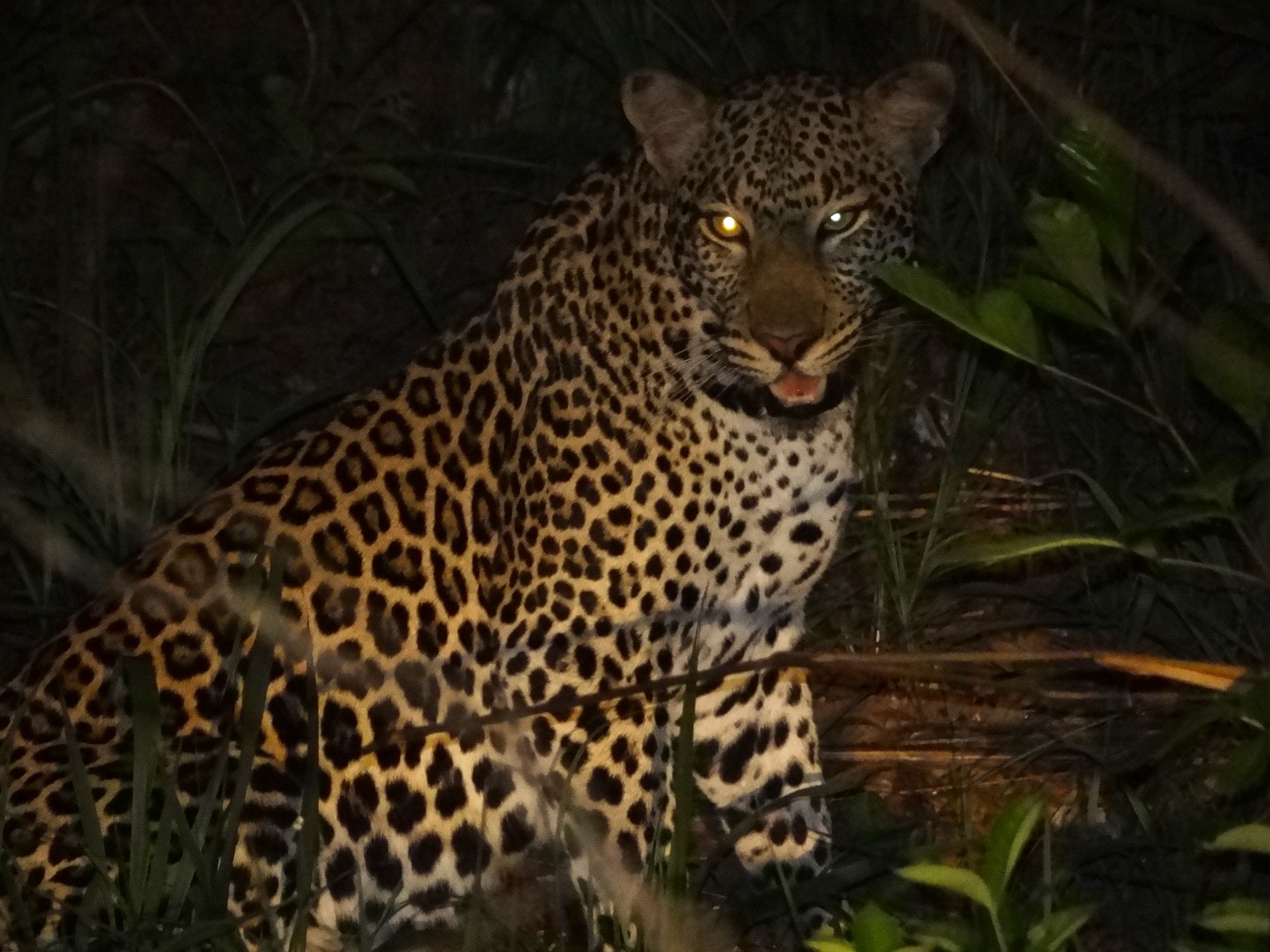 leopard (3).JPG