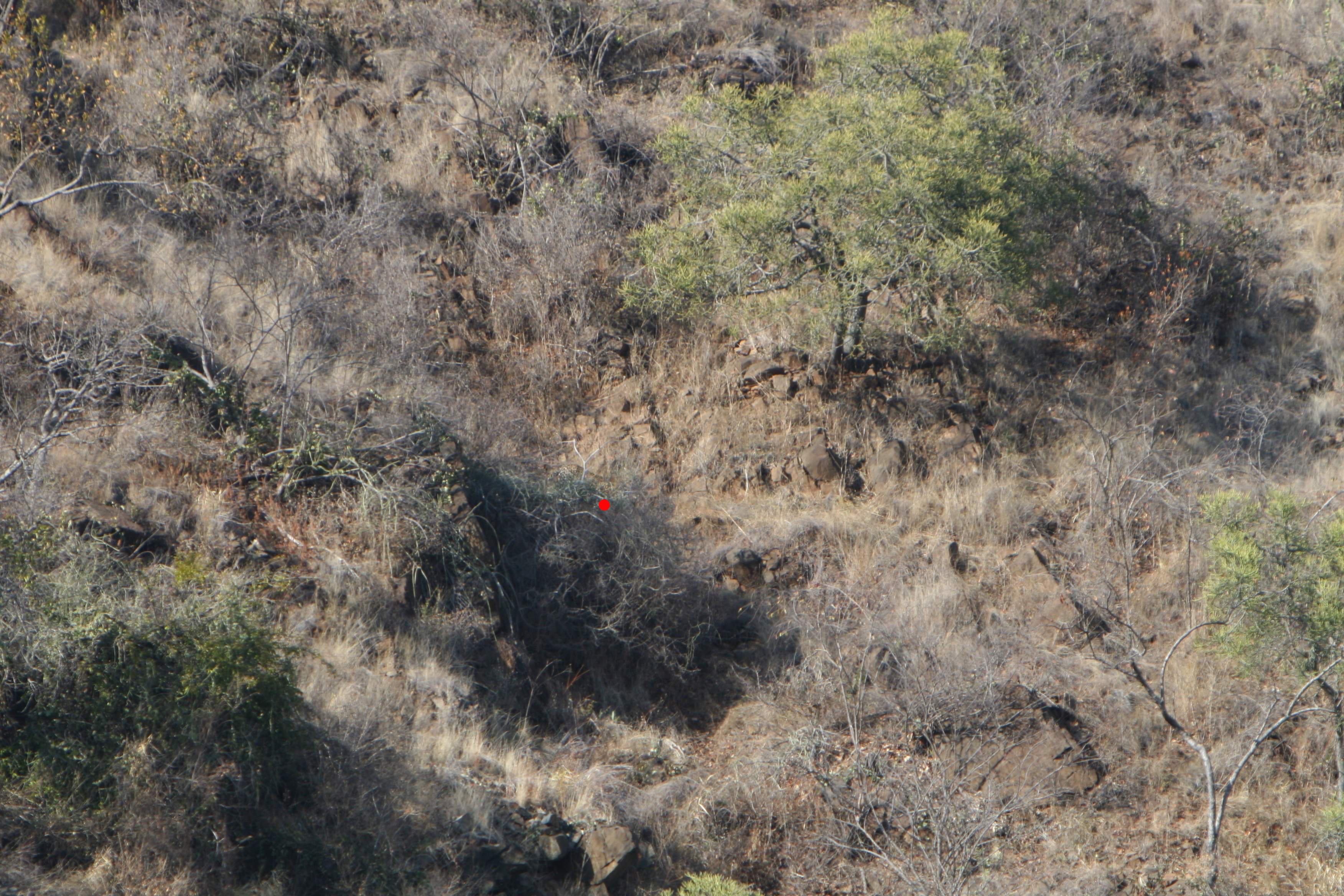 leopard in bush marked.jpg