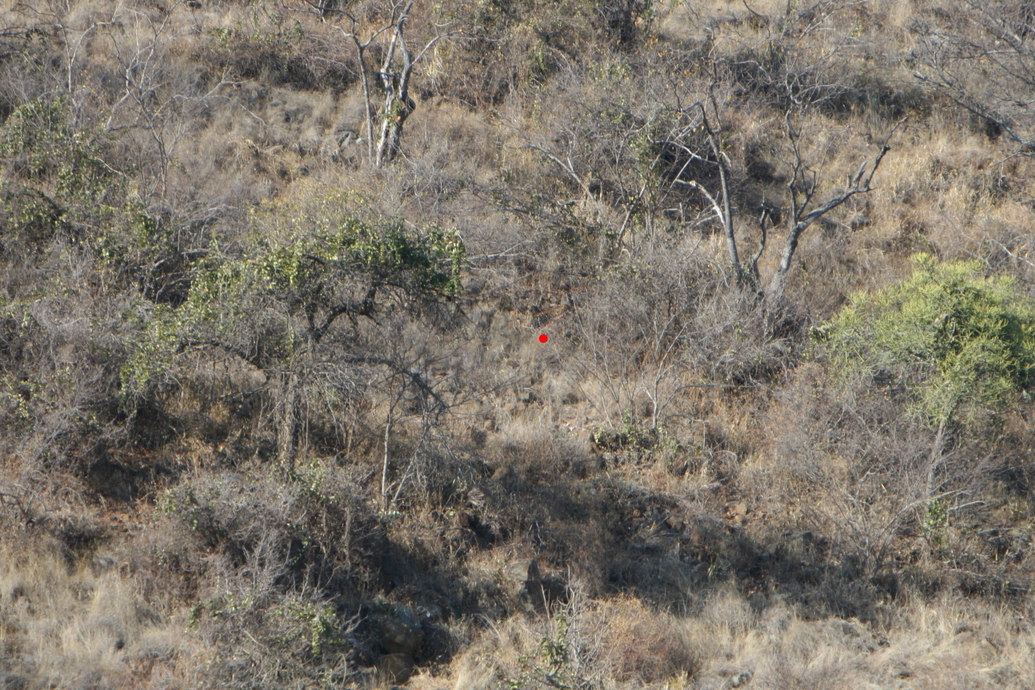 leopard in bush test marked.jpg