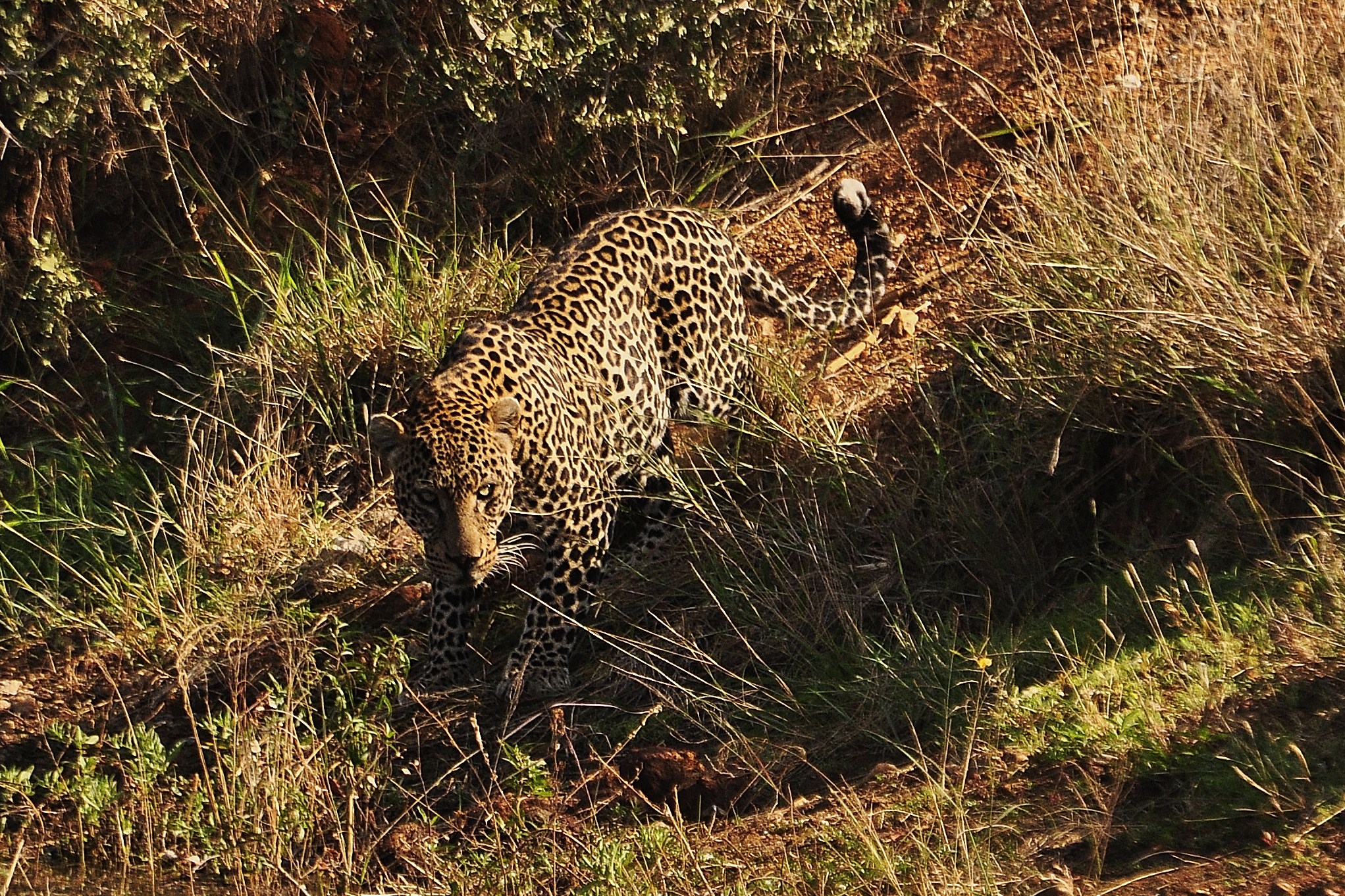 leopard.JPG