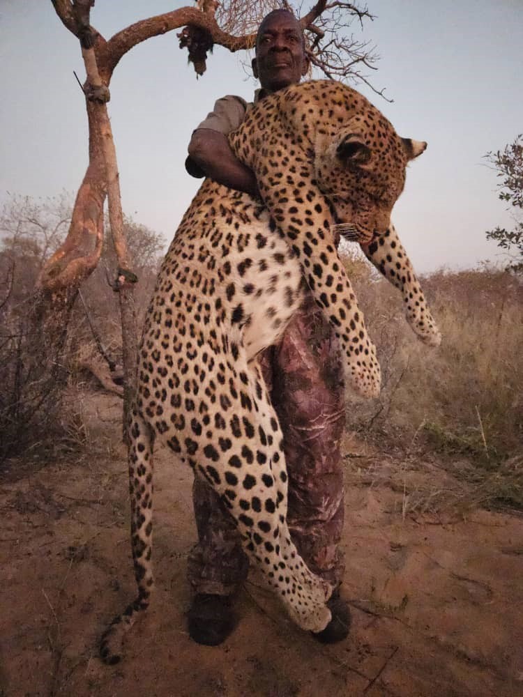 Leopard pol.jpg