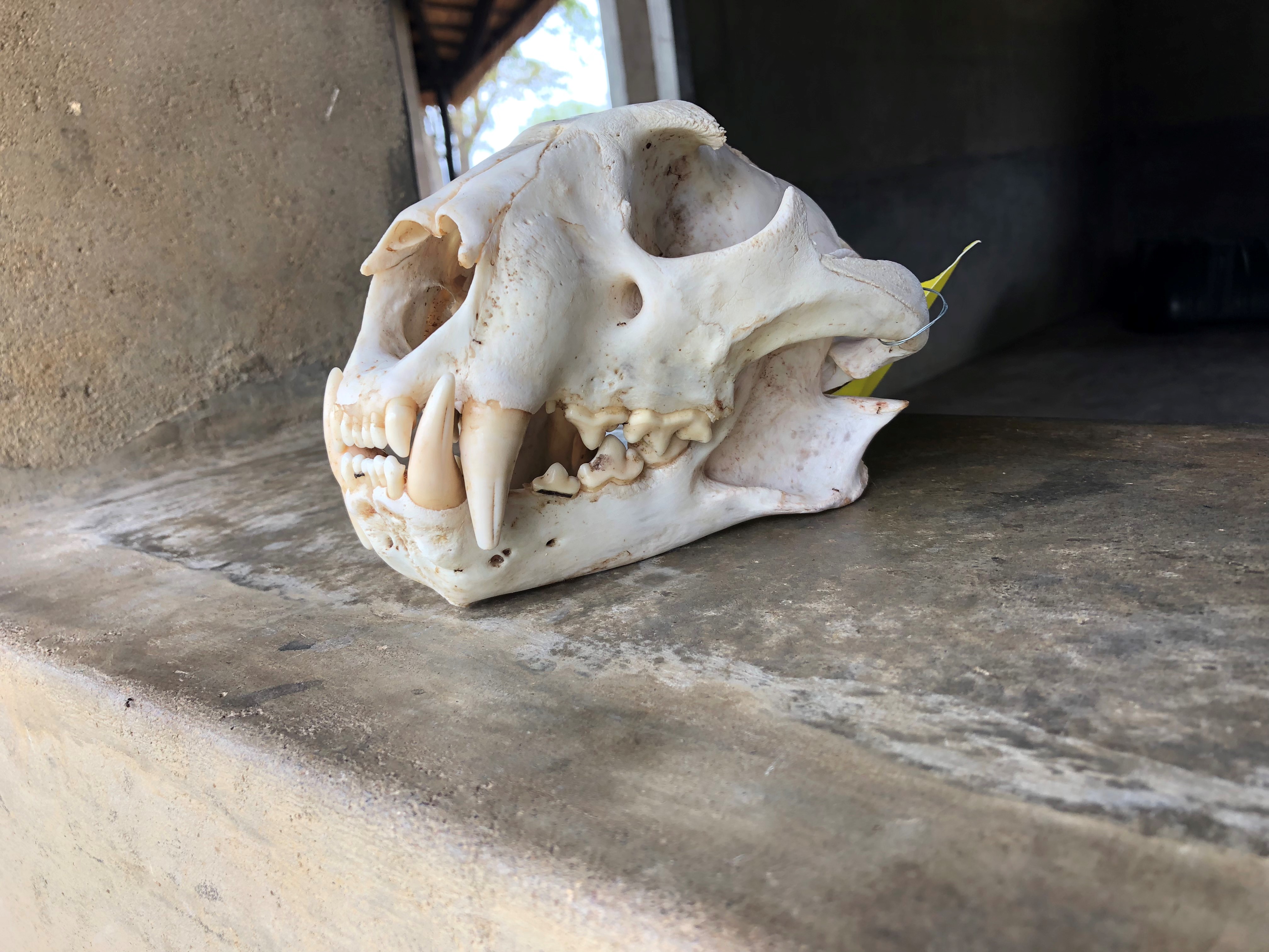 Leopard Skull.jpg