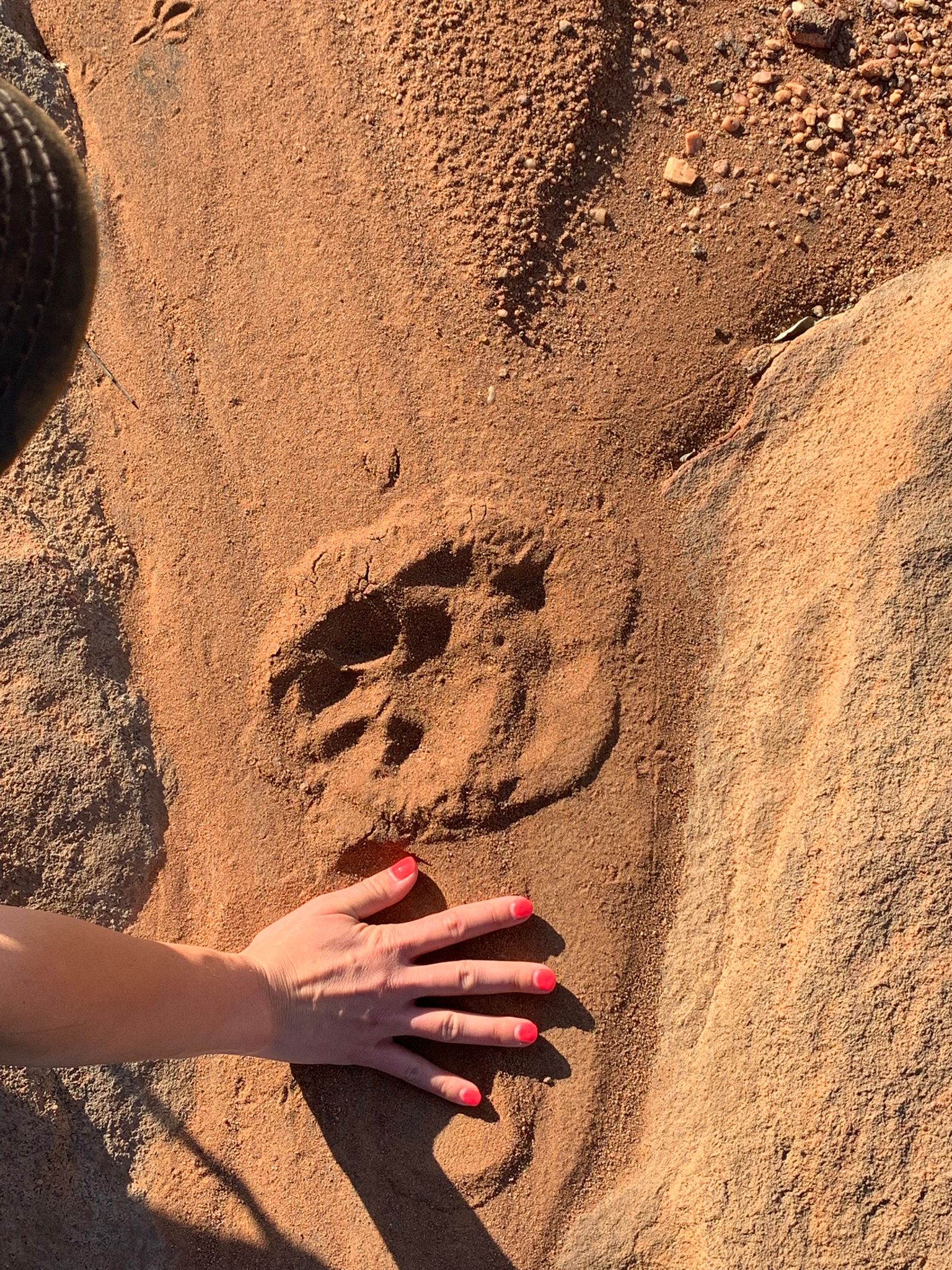 Leopard track- Limpopo- South Africa- Hunting- Kwalata safaris..jpeg