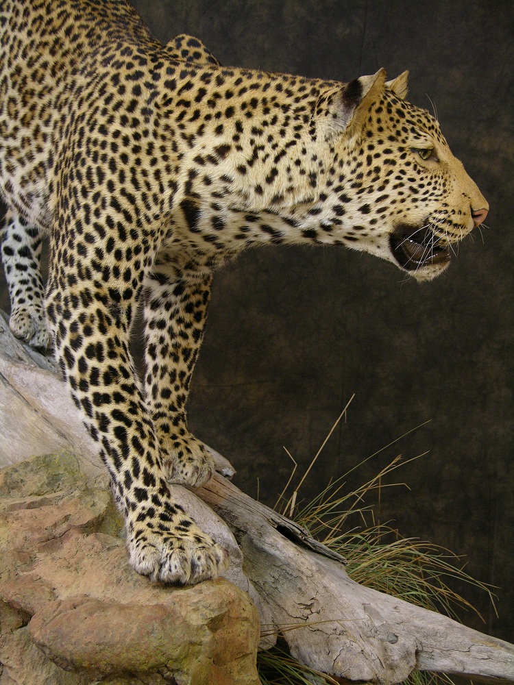 Leopard_david_6.jpeg