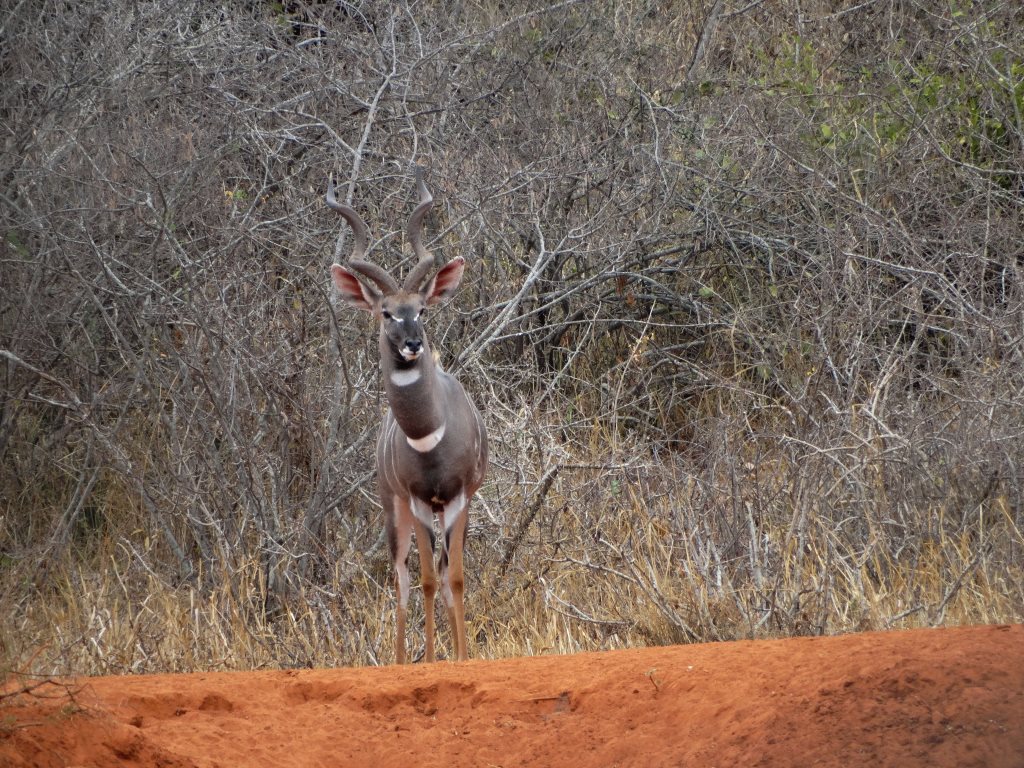 lesser kudu (15).JPG