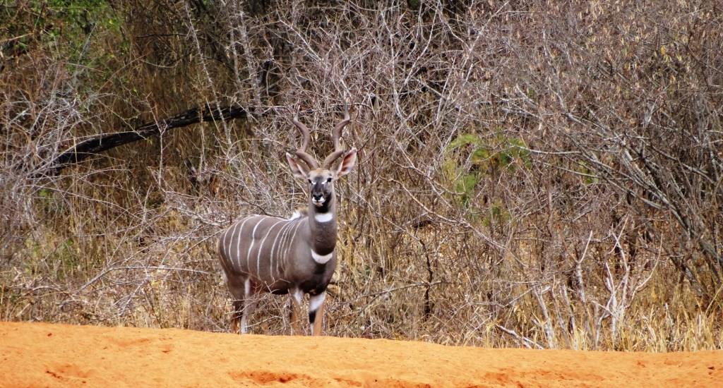 lesser kudu (18).JPG