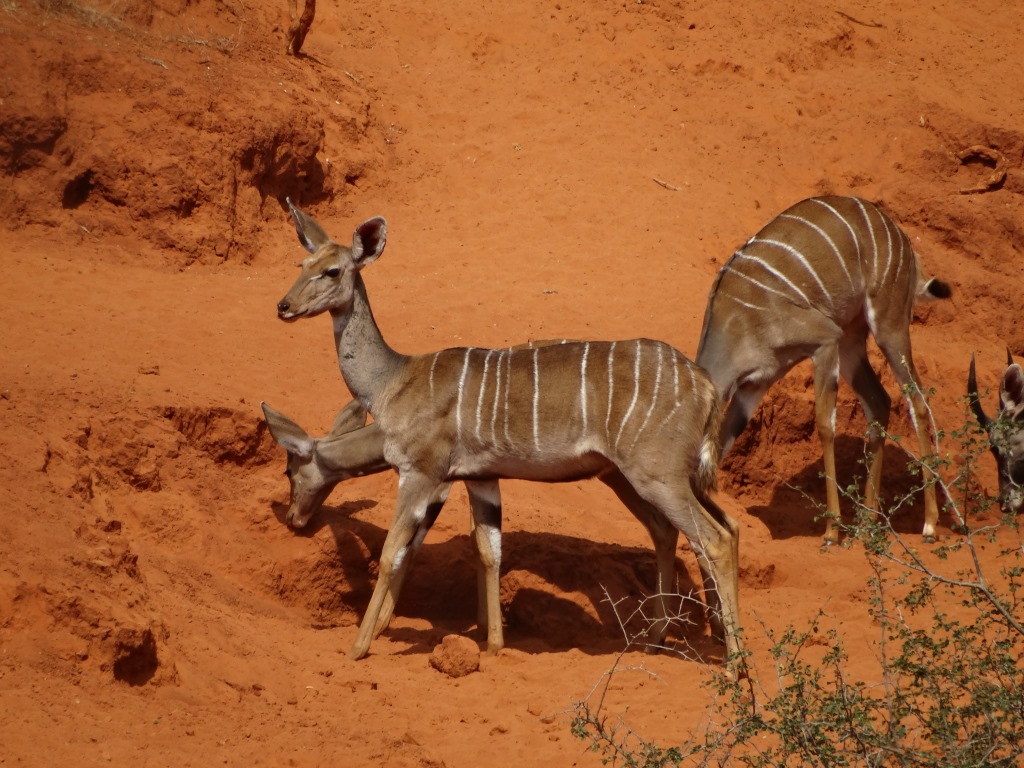 lesser kudu (2).JPG