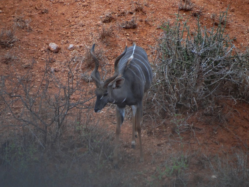 lesser kudu (20).JPG