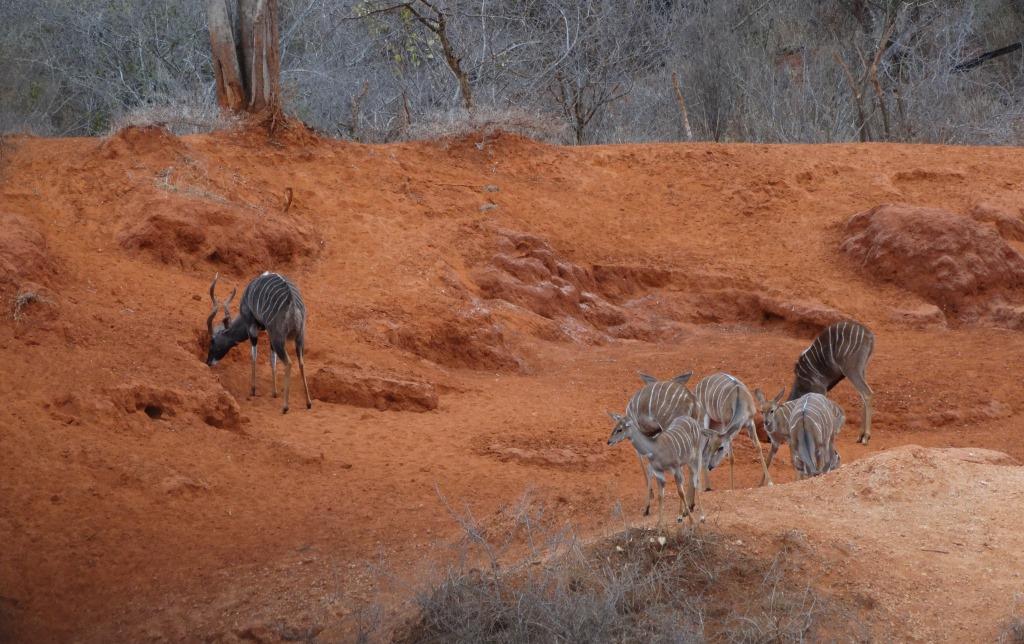 lesser kudu (22).JPG