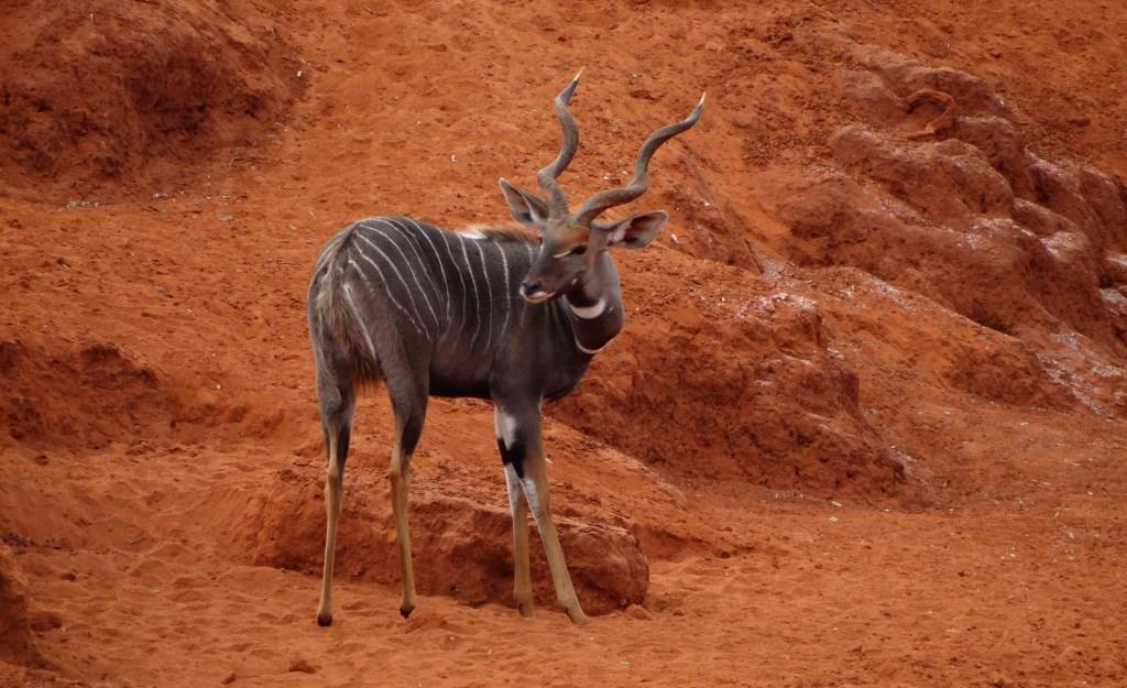 lesser kudu (27).JPG