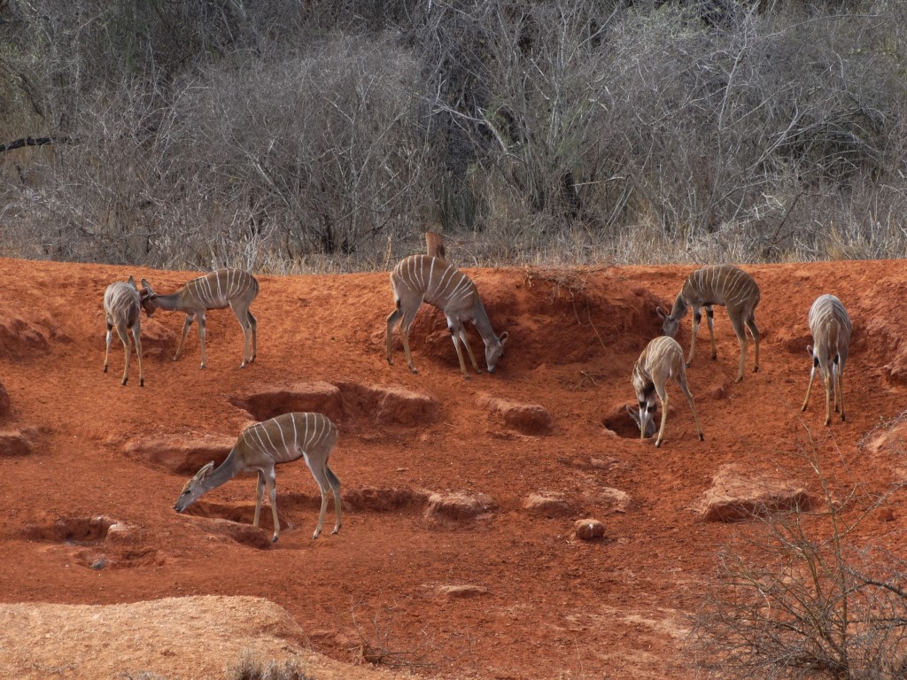 lesser kudu (28).JPG