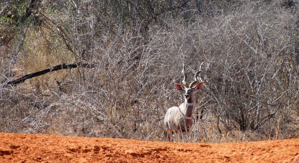 lesser kudu (29).JPG