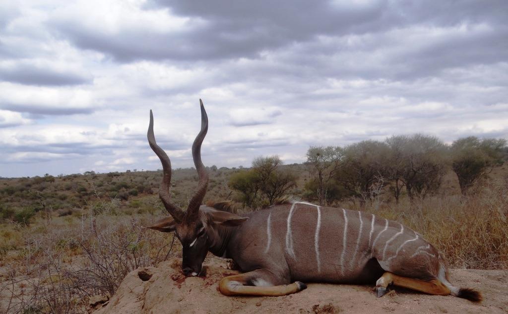 Lesser kudu and Masailand species | AfricaHunting.com