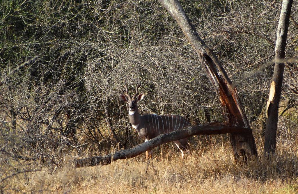 lesser kudu (7).JPG