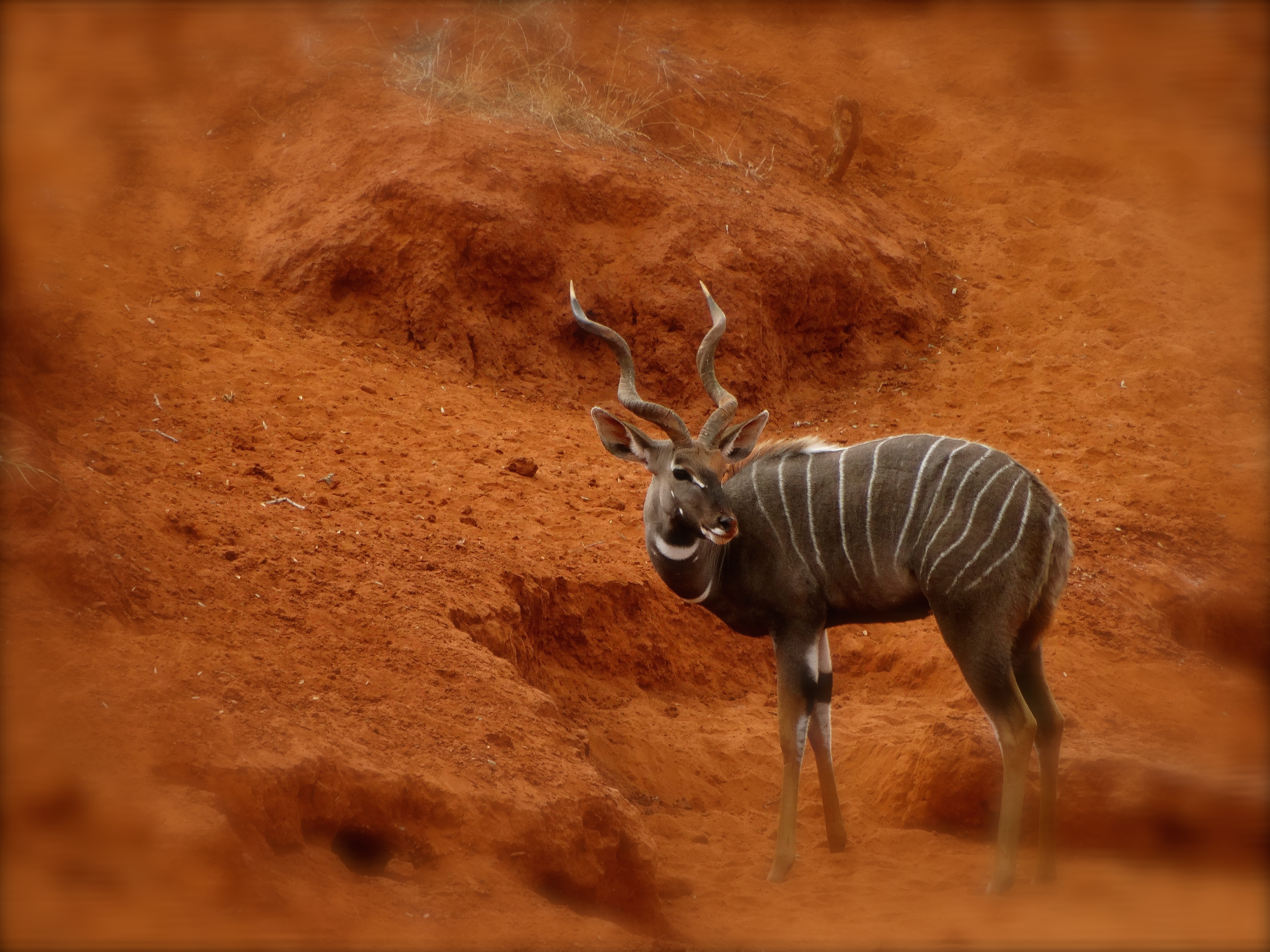 lesser kudu1.JPG