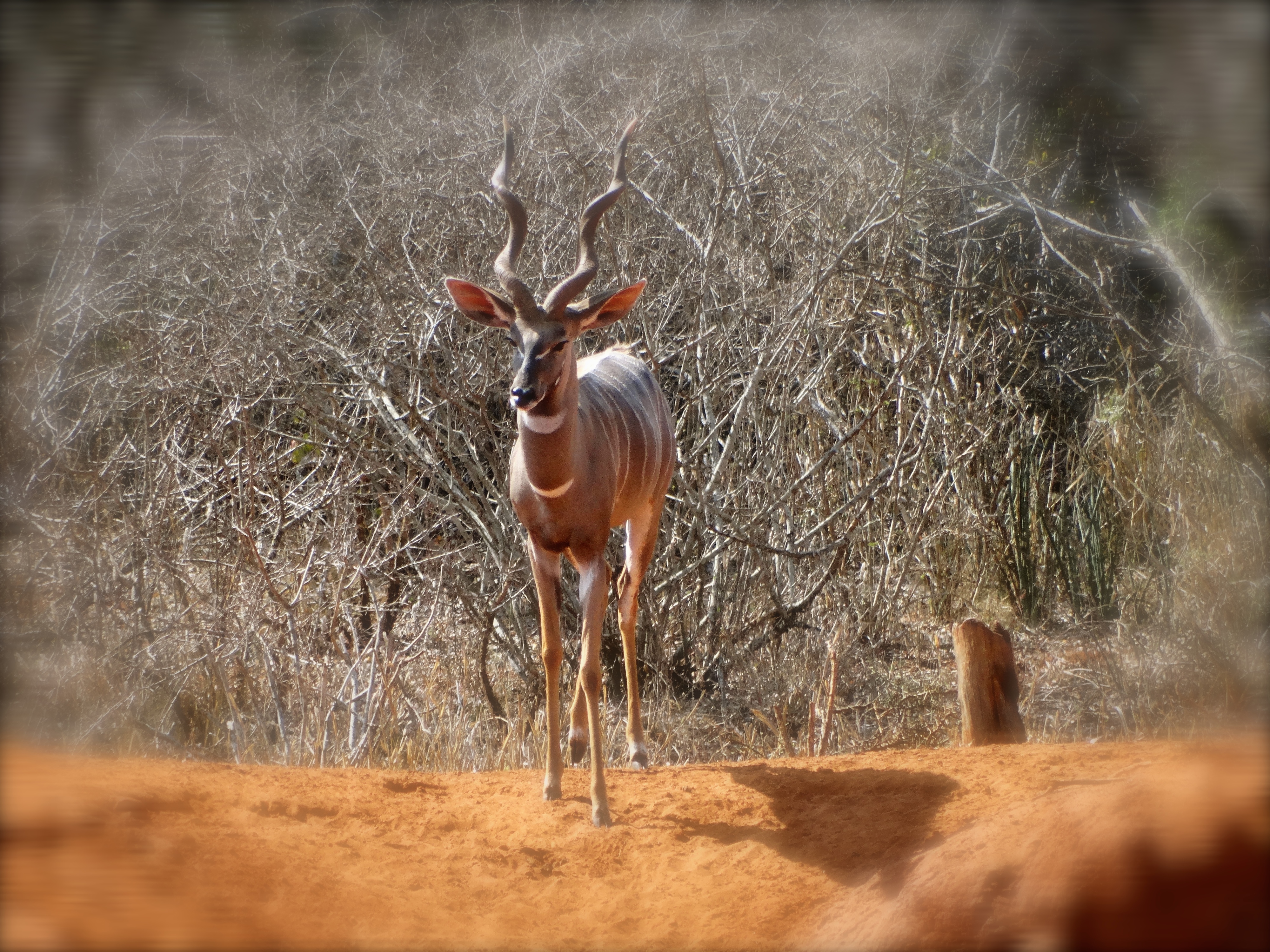 lesser kudu3.JPG