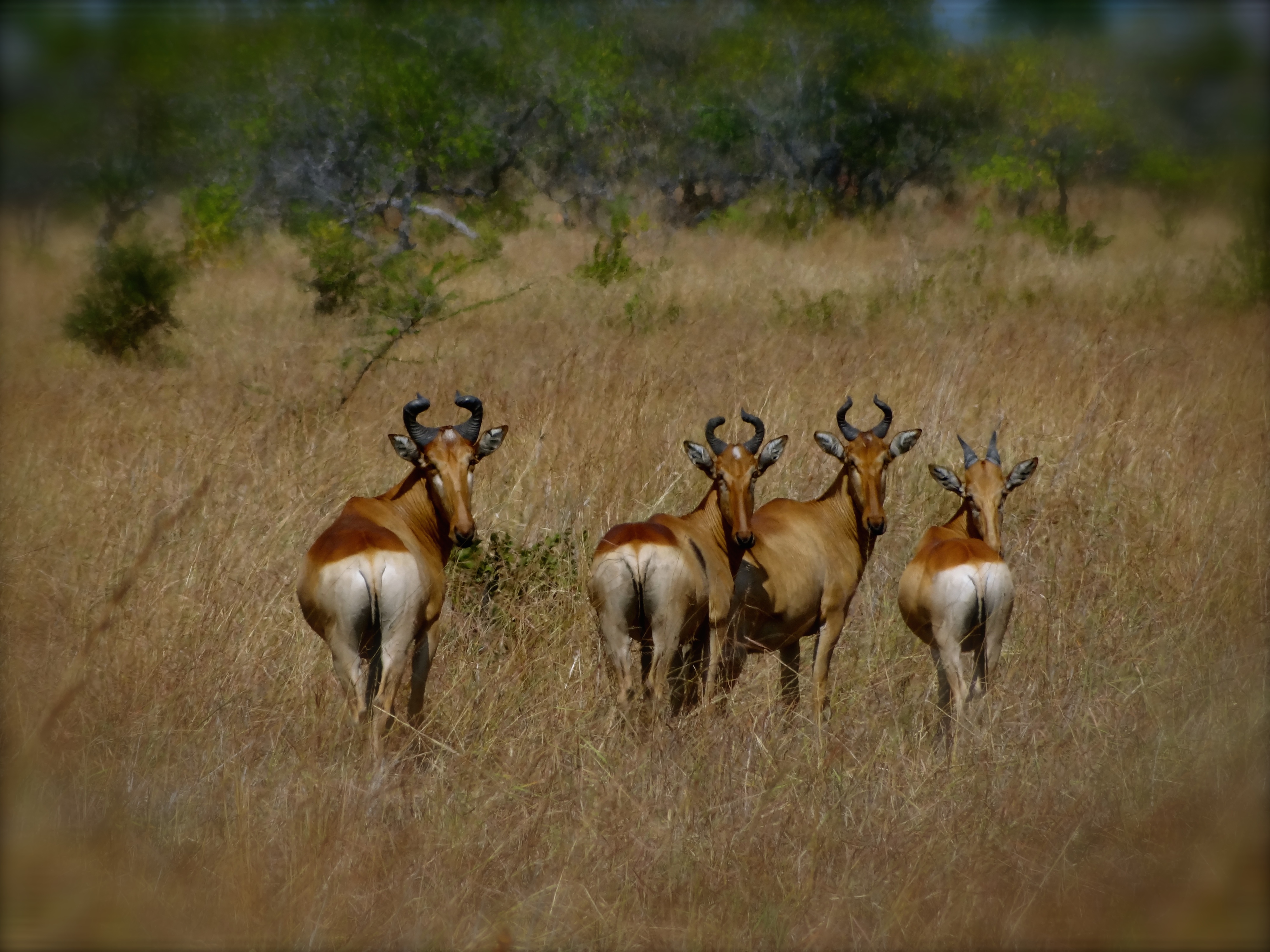 lichstentein hartebeest.JPG