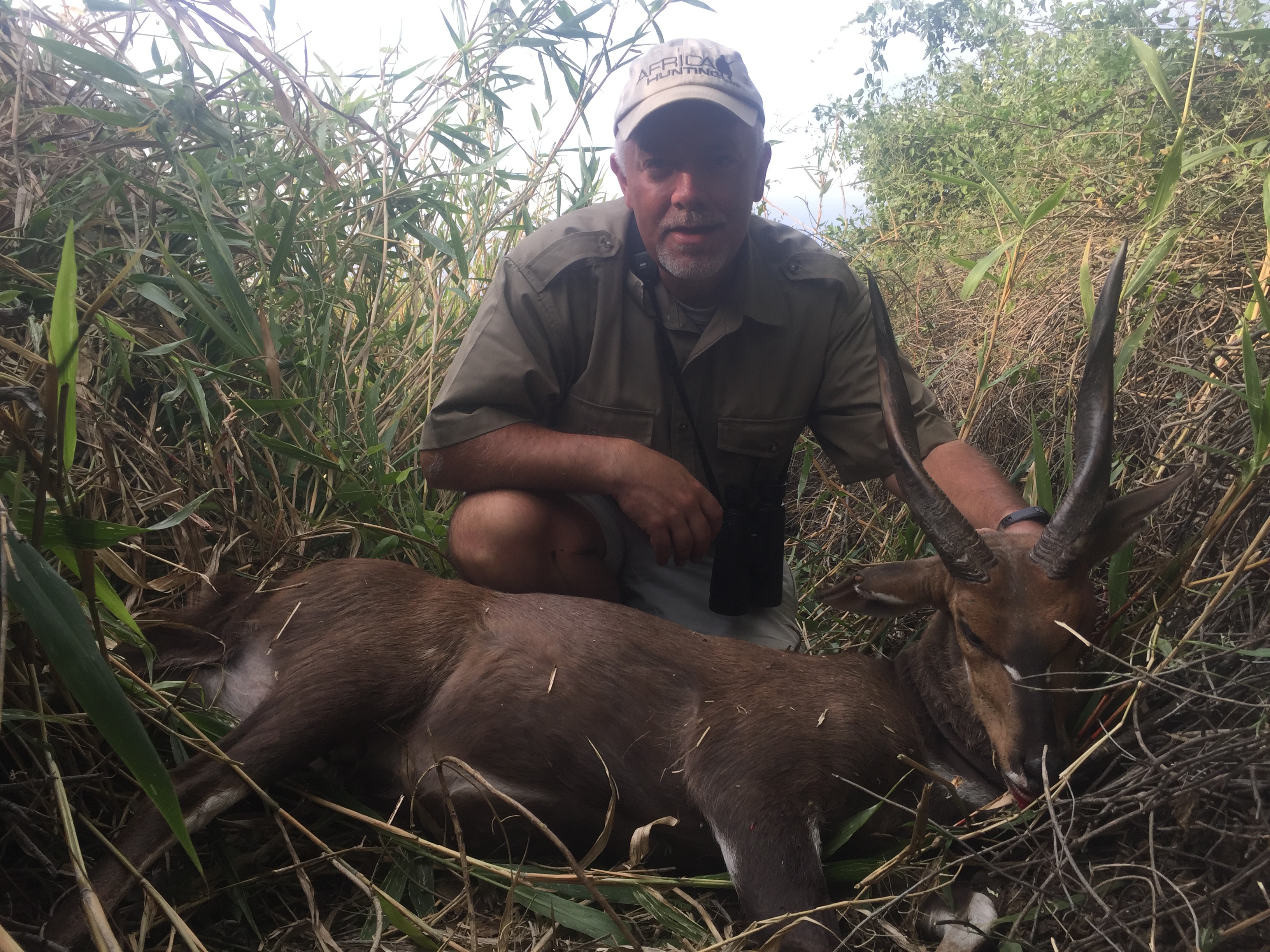 Limpopo Bushbuck.JPG