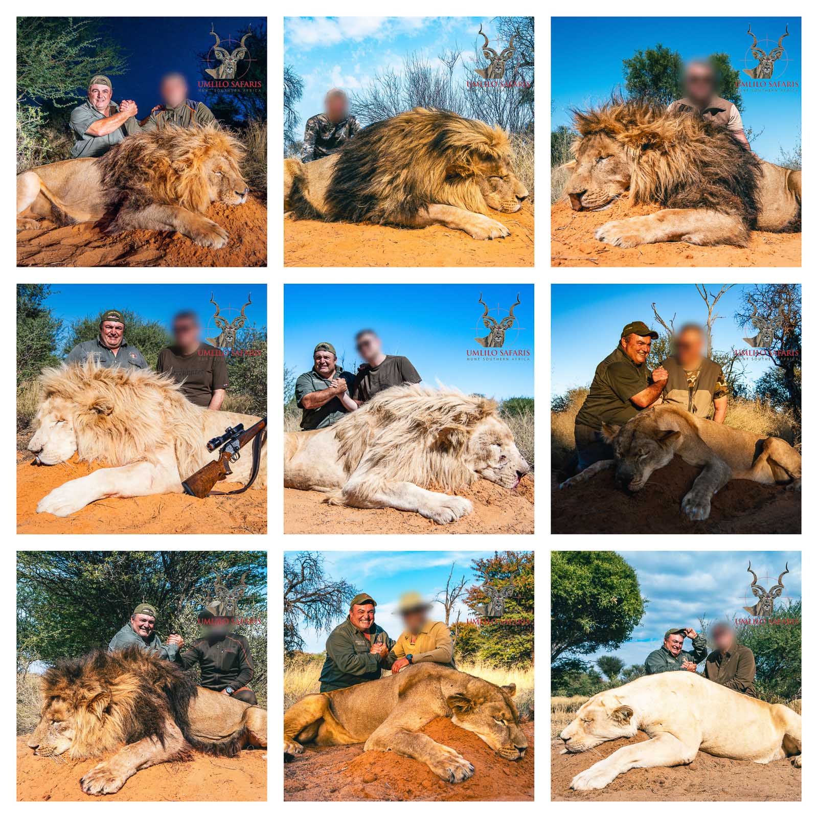 Lion Collage-1.jpg