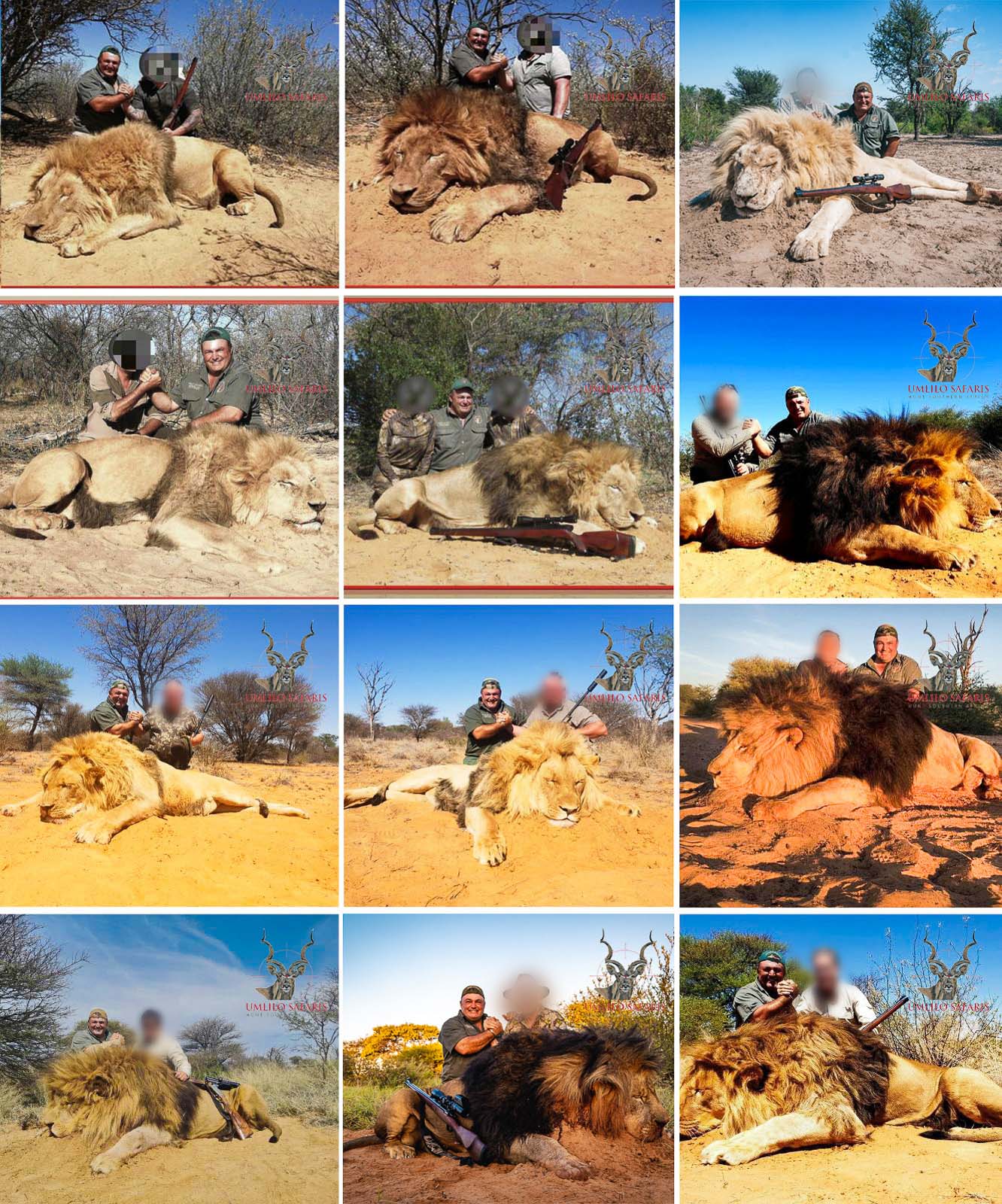 Lion Collage-2.jpg