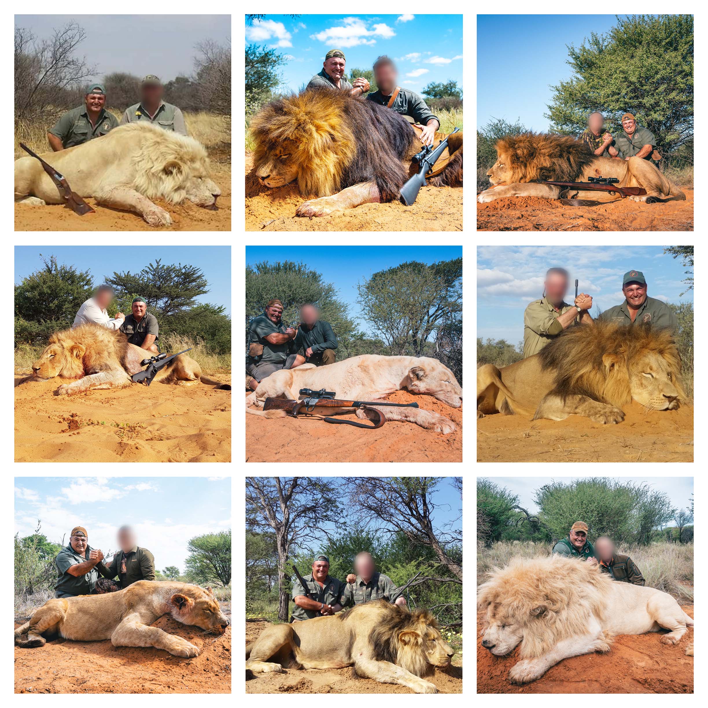 Lion Collage-3.jpg