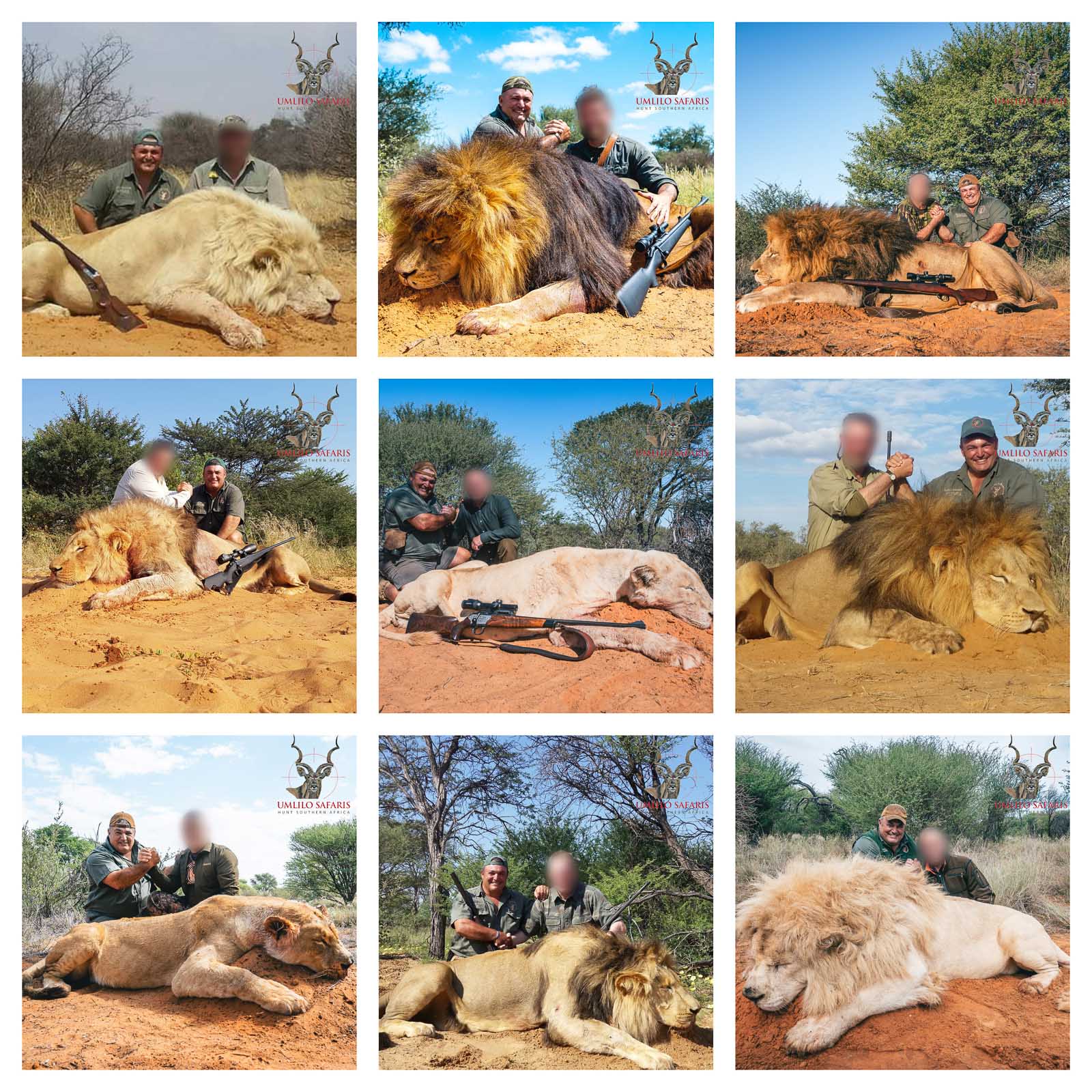 Lion Collage-3.jpg