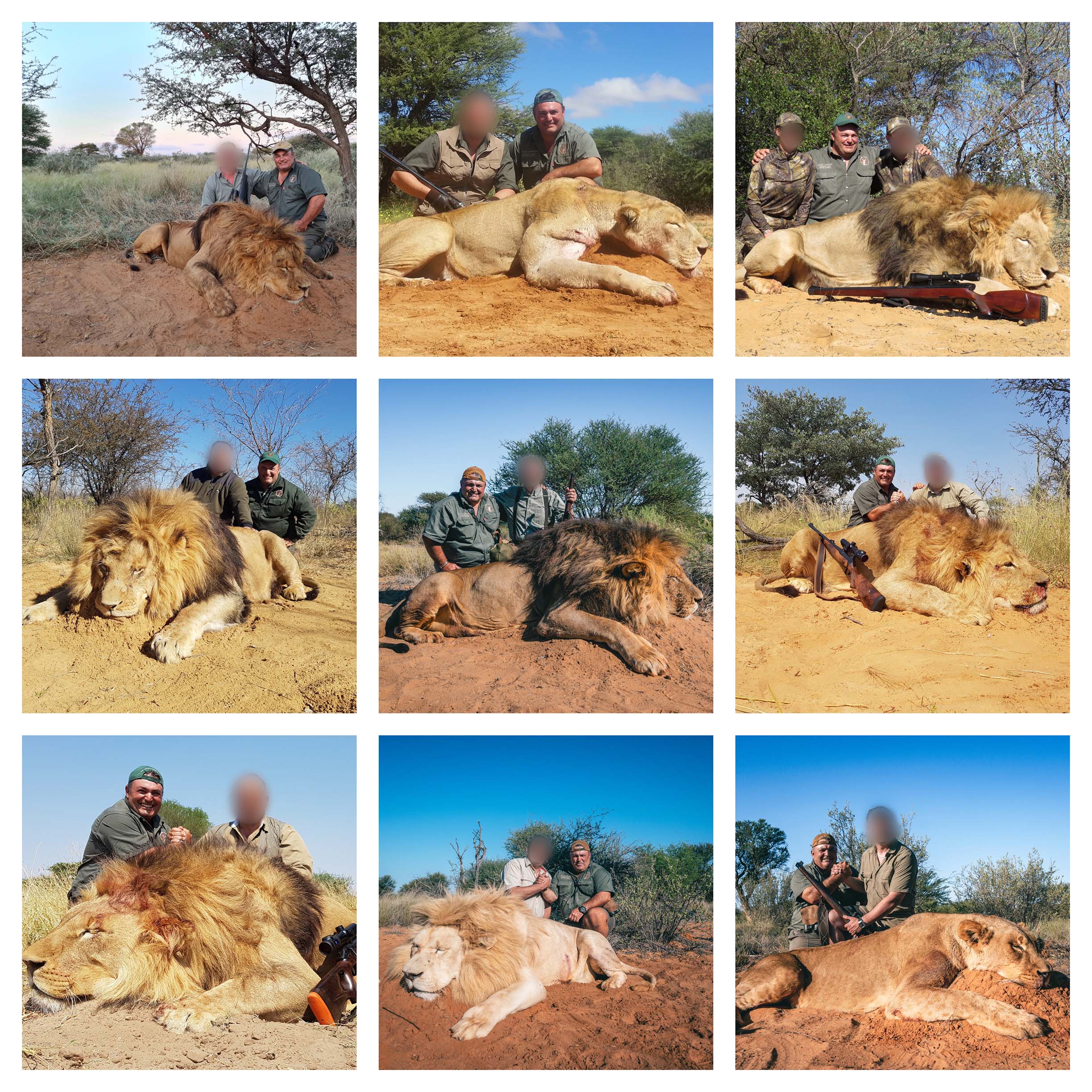 Lion Collage-4.jpg