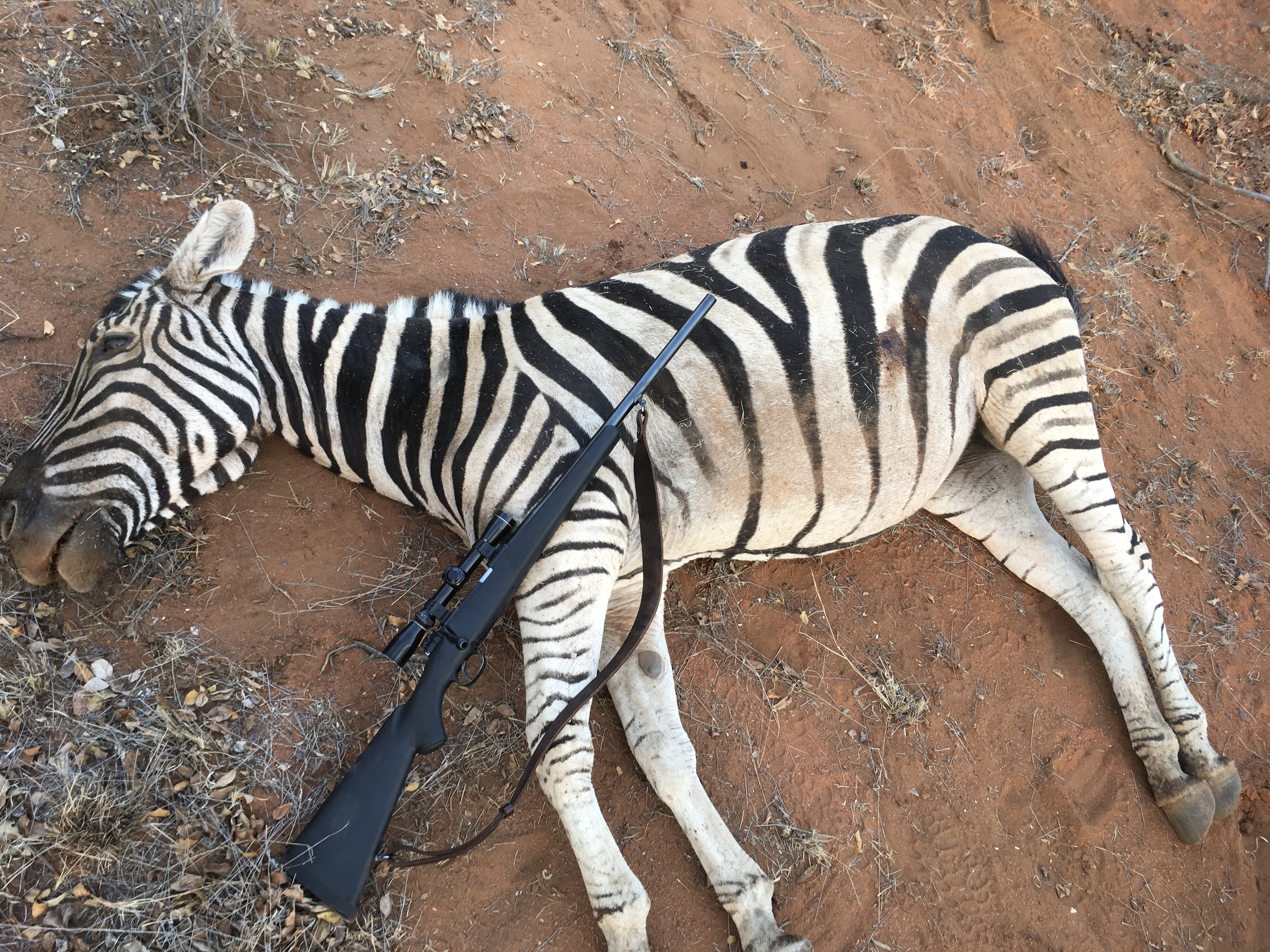 Lion Food Zebra .jpg