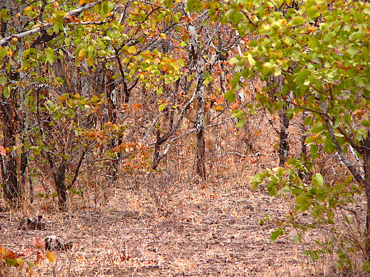 Lion  in  scrub  Zimbabwe 2.JPG