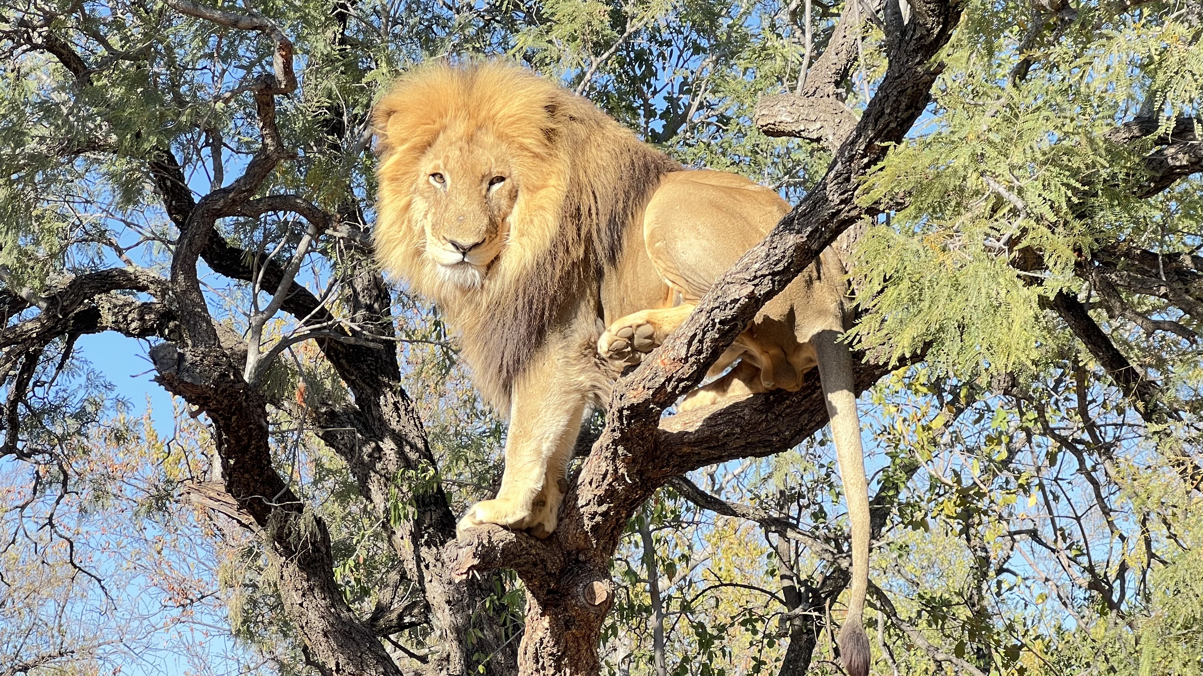 Lion in Tree.jpg