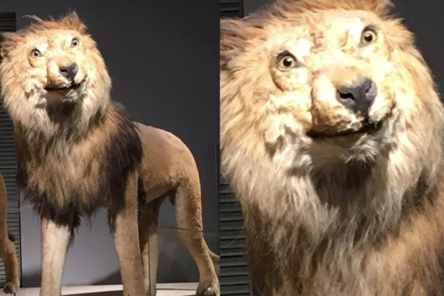 lion.jpg