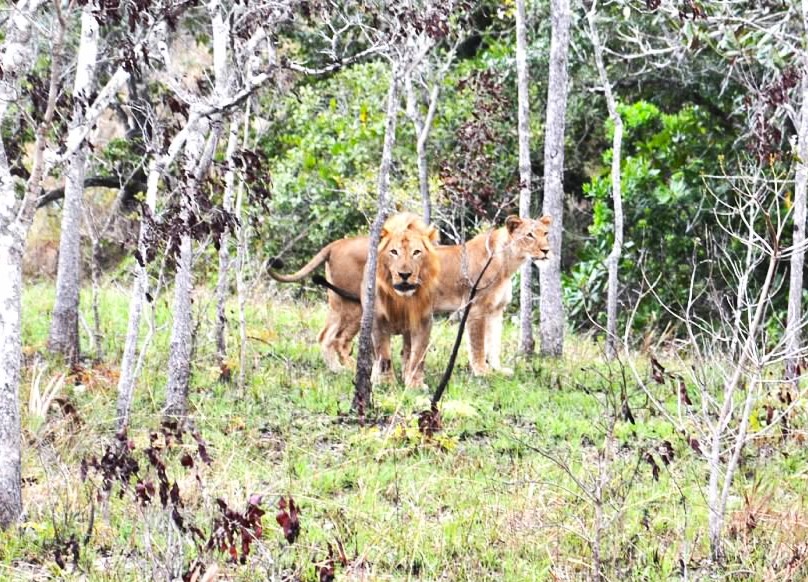 lion mozambique2.jpg