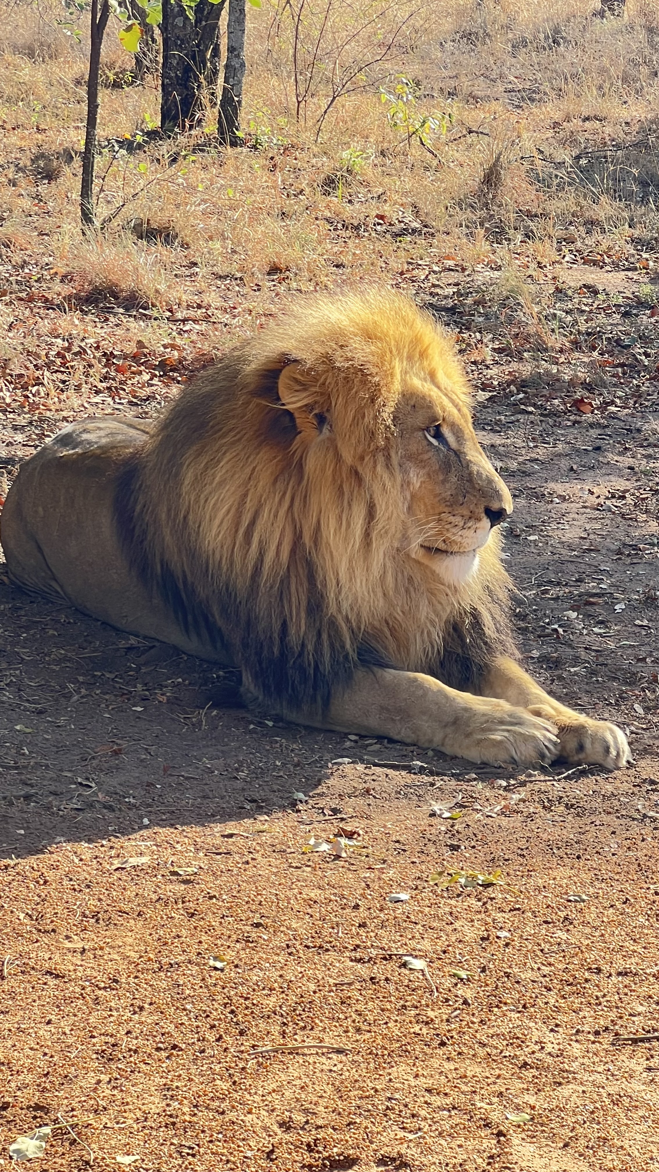 Lion on ground.jpg