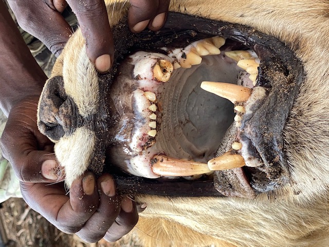 lion teeth.jpg