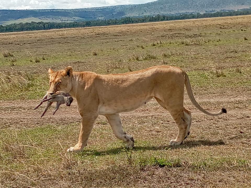 Lioness 2.jpg