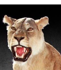 lioness_full_mount516943019.jpg