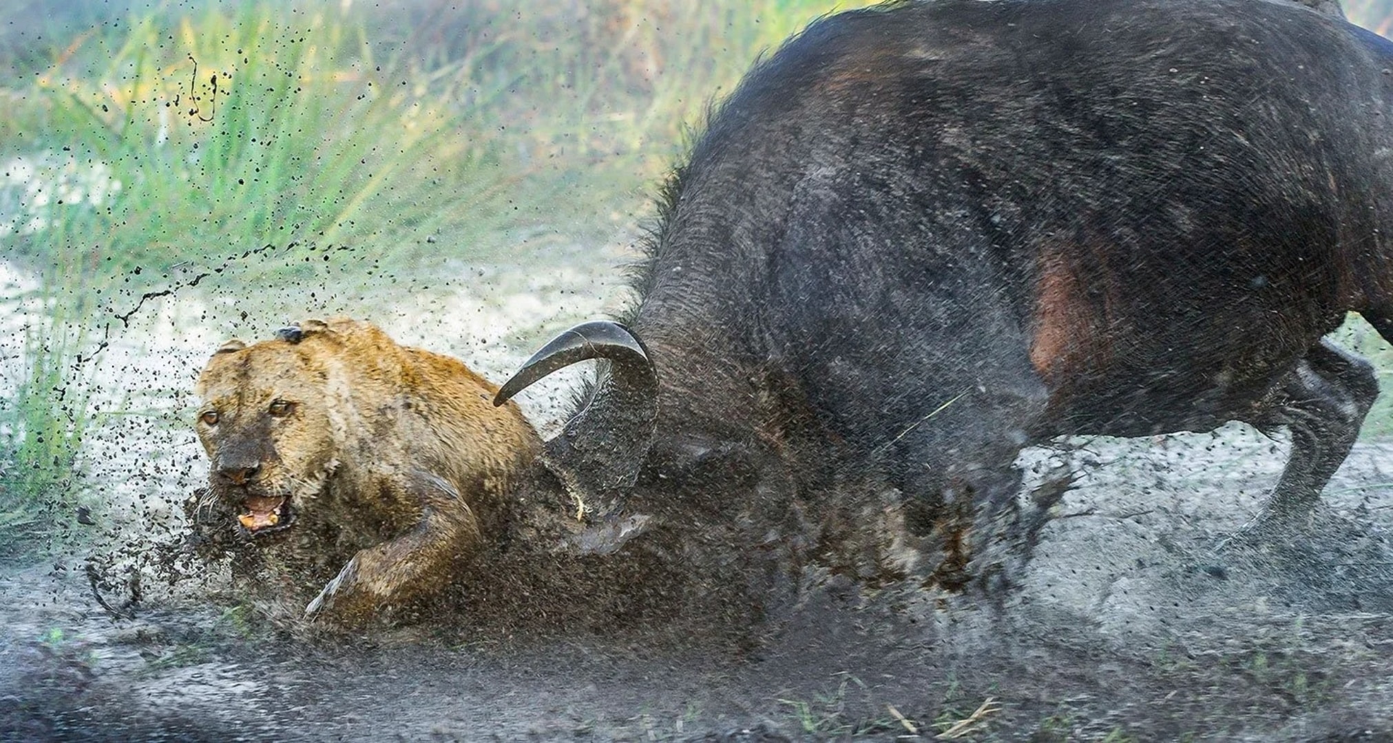 Lions and  Buffalo's_2.jpg