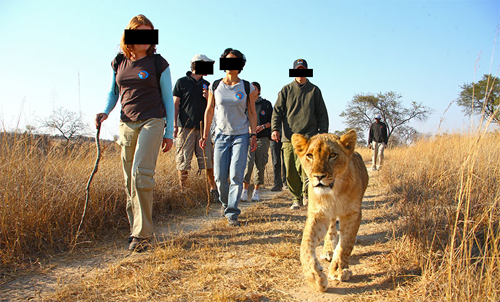 lionwalk.png