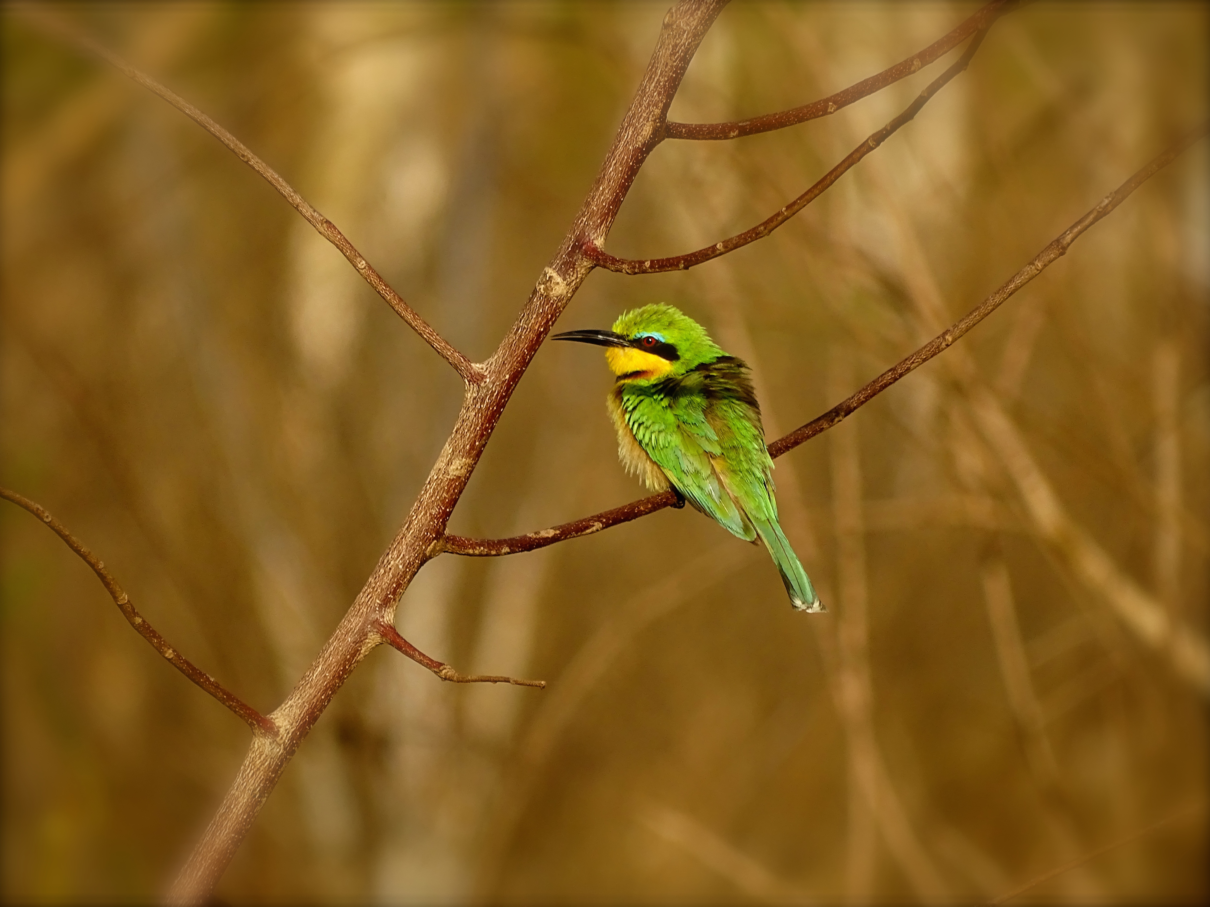 little bee eater.JPG