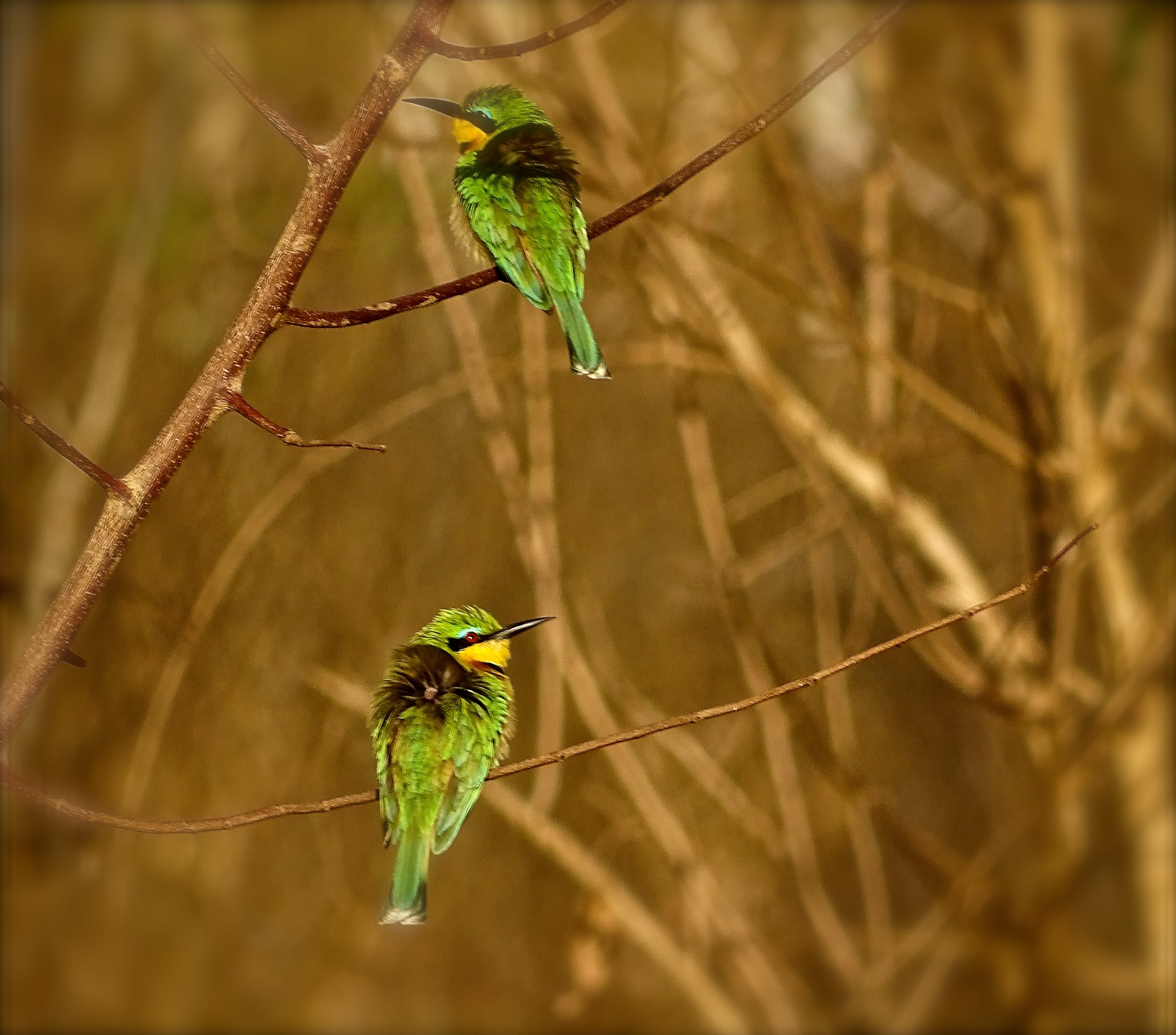 little bee eater1.jpg