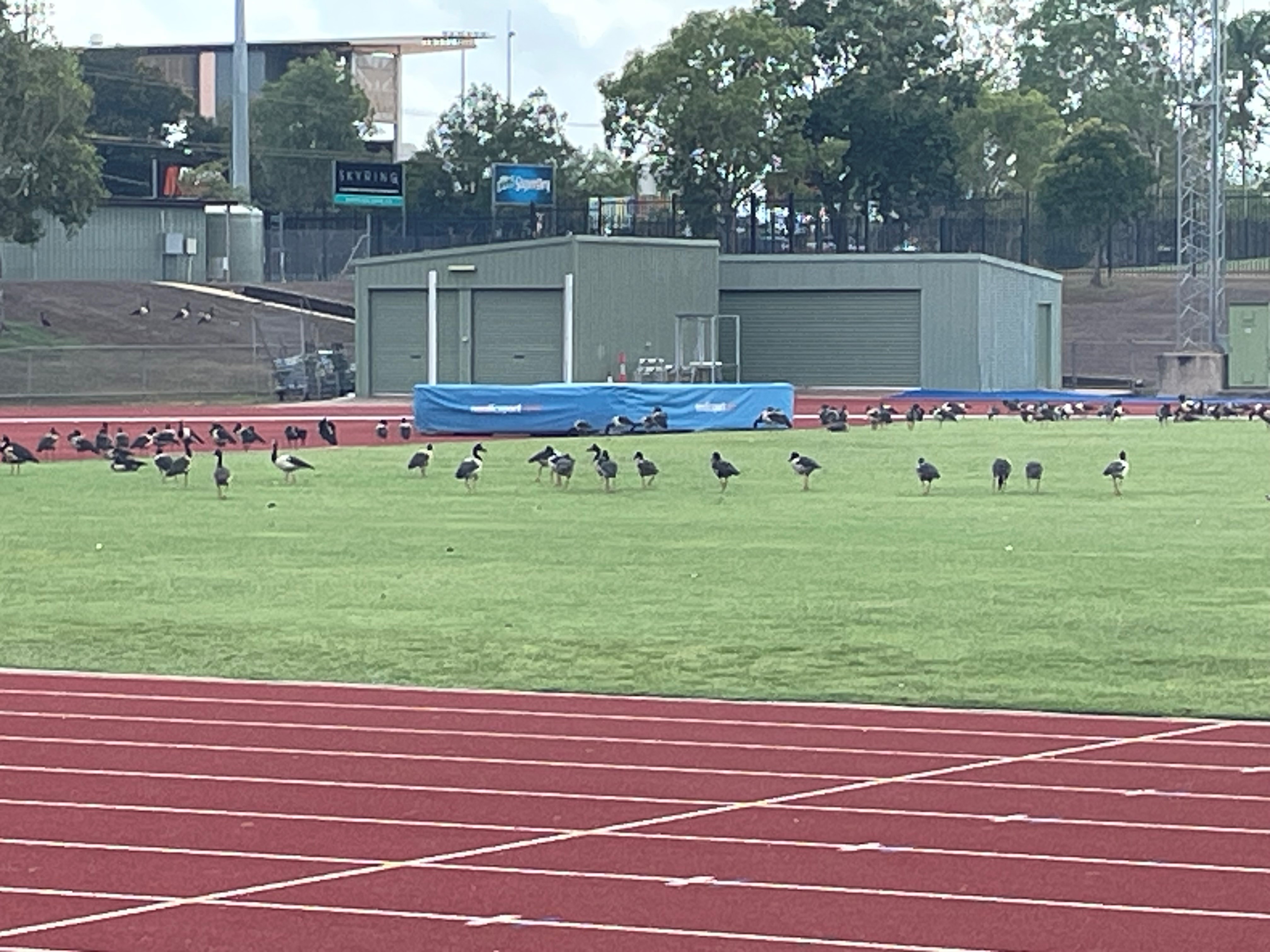 Magpie Geese on the Oval.jpg